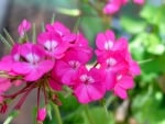 Pelargonium