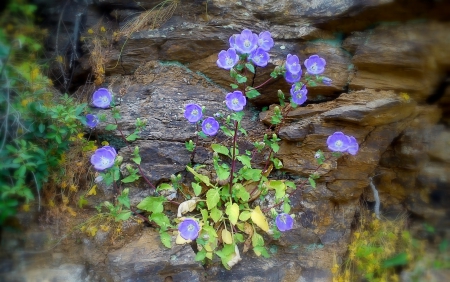 ON THE ROCKS - purple, wild, blue, campanoulas, flowers, spring