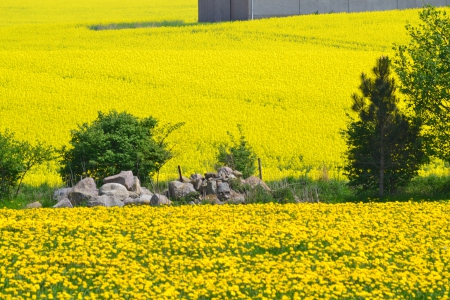 Dandelion vs mustard - may, yellow, mustard, spring, dandelion, field