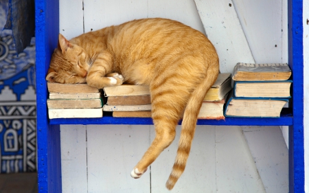 Supreme Relaxation - Yellow, Sleeping, Cat, Books