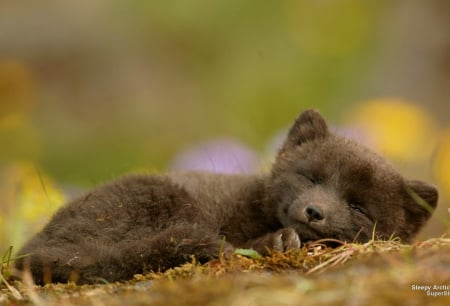 Sleepy artic fox cub - puppy, cute, sleep, fox