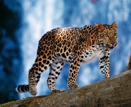 Amur leopard - leopard, beautiful, zoo, big cat, wild life