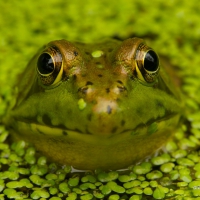 Green frog