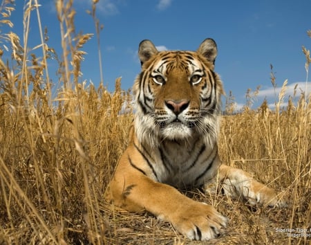 Sibirian tiger - animal, tiger, beast, big cat, wild life