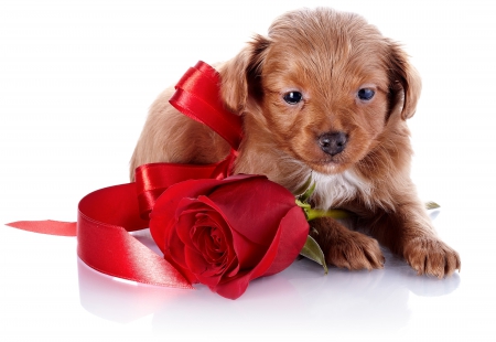 * Rose for you * - gift, dog, ribbon, sweet, rose, cute, red rose