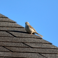 Bird On A Roof