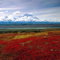 Brilliant Colors of Denali National Park, Alaska