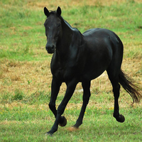 Black horse