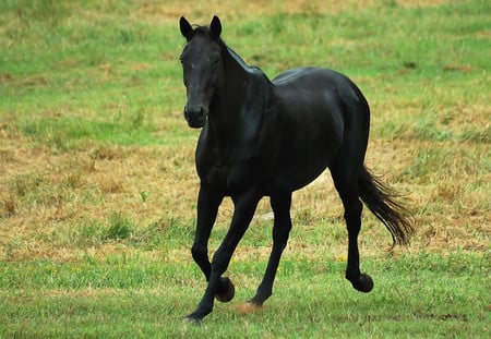 Black horse - black, horses