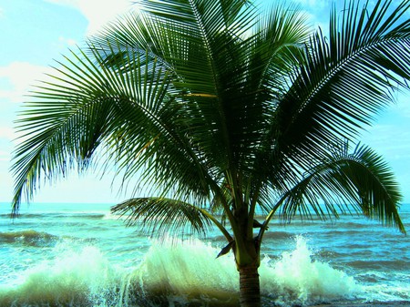 Palm - palms, nature