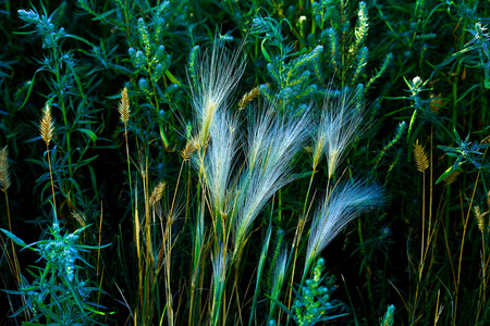 Foxtails - nature, flowers