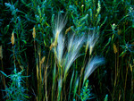 Foxtails