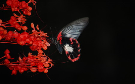 Black and red - flowers, butterflies