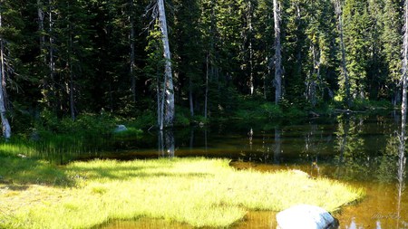 Pond in the Foret - washington mountains, trees, water, green, widescreen