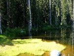 Pond in the Foret