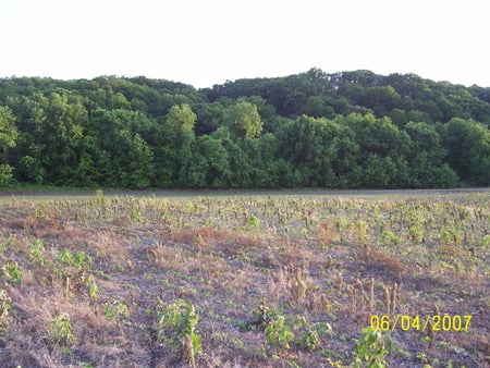 The Bar Hollow Hillside - flowers, fields, trees, nature