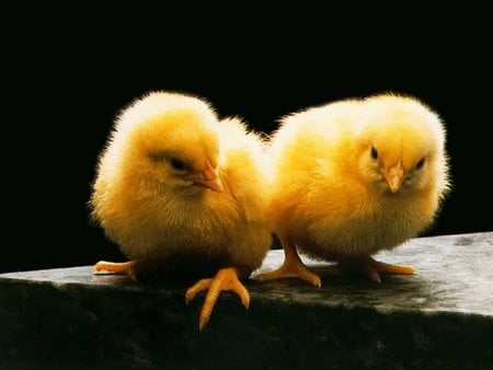 Just the 2 of us! - cute chicks, fuzzy friends