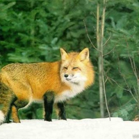 narnia fox