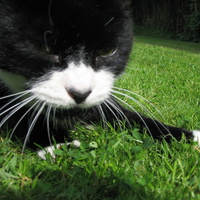 Minstrel my cat
