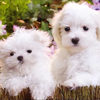 White puppys