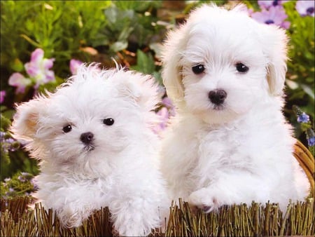 White puppys - puppies, dogs