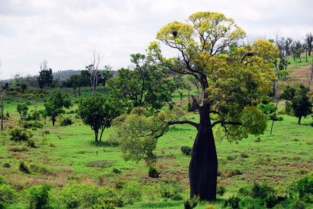 Bottle tree - nature, trees