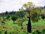 Bottle tree