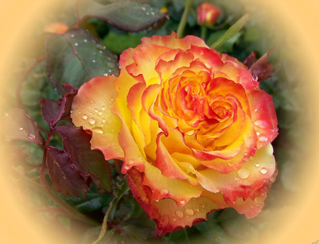 Orange rose - flowers, roses