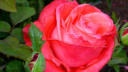 In Memory of Mom - floral, red, rose, widescreen, washington, flower