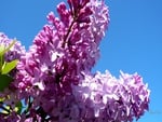 Early Lilac