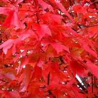 Abundance of Red