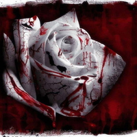 rose blanche