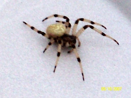 Spider - white, spider, black