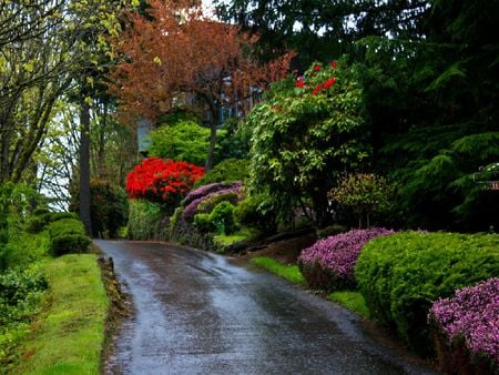 just autumn - autumn, road