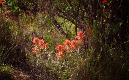 Red flowers in the forest - flowers, forests