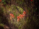 Red flowers in the forest