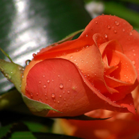 Orange rose