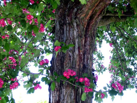 Bloomy tree - nature, trees