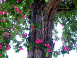 Bloomy tree