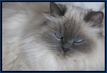 Blue eyes - eyes, cats