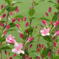 Pink flowers