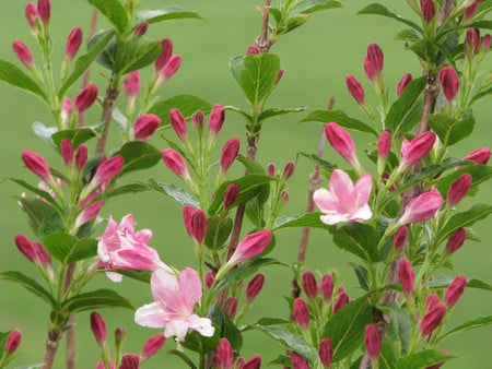 Pink flowers