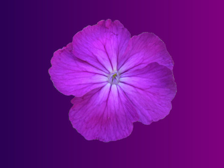 Violet - flowers, 3d