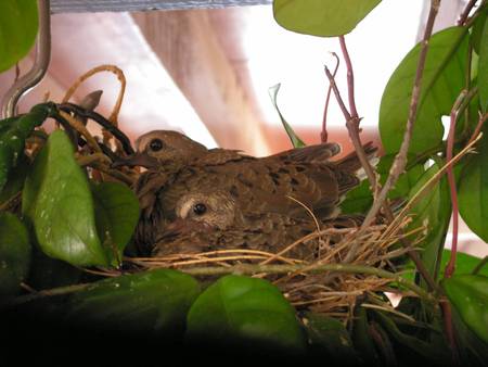 Turtle Dove Nest - tree, nest, turtle doves, birds