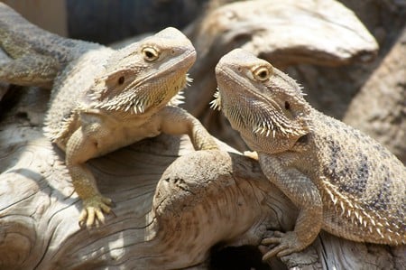 Bearded Dragons - logs, lizards, bearded dragons, reptiles