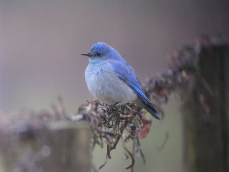 Little Blue Birdy - blue bird, tree branch