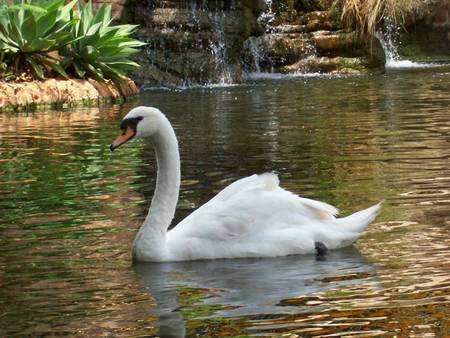 Swan on the lake - lake, waterfall, bird, white swan