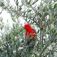 Parrot in the tree