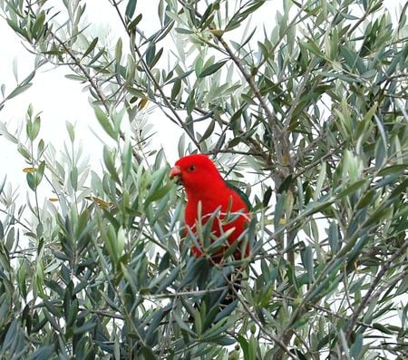 Parrot in the tree - tree, bird, red, parrot