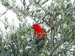 Parrot in the tree